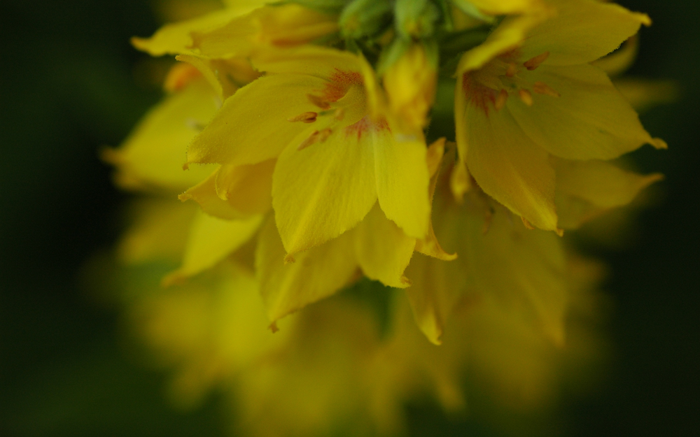 Också gul blomma