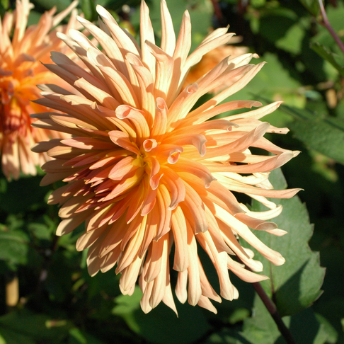 Orange blomma