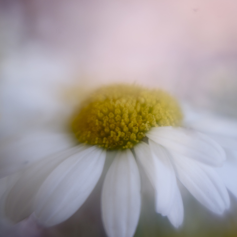 Blurry flower Blurry flower